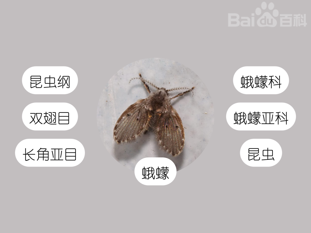 莫名出現(xiàn)的小飛蟲(chóng)都哪里來(lái)的？驅(qū)蟲(chóng)方法全在這里
