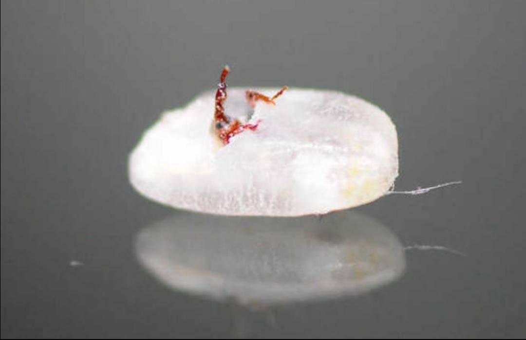 米和面為什么會無緣無故長蟲？其實你吃的飯都可能含有蟲卵