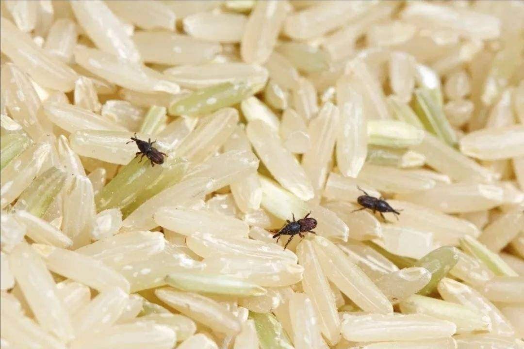 米和面為什么會無緣無故長蟲？其實你吃的飯都可能含有蟲卵