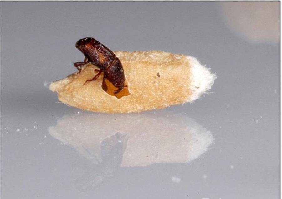 米和面為什么會無緣無故長蟲？其實你吃的飯都可能含有蟲卵