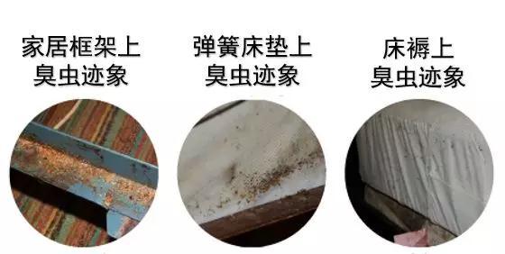 家里發(fā)現(xiàn)臭蟲 應該怎么消滅它們