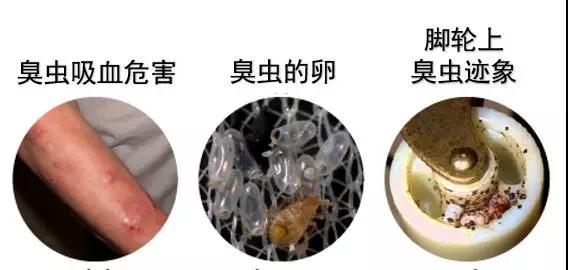 家里發(fā)現(xiàn)臭蟲 應該怎么消滅它們